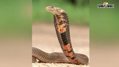 कैमूर में सर्प डंस ने छीन ली 18 साल के मोहित की जिंदगी, अस्पताल पहुंचते ही डॉक्टरों ने किया मृत घोषित, घर में पसरा मातम