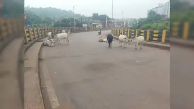 नोवामुंडी ओवरब्रिज की लाइटें खराब, हादसों का बढ़ा खतरा