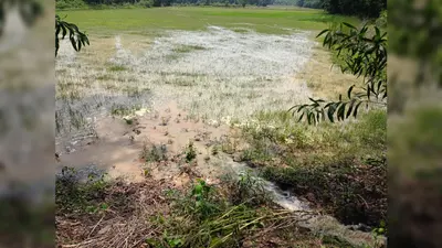 नहर का पानी रिसने से खेतों में पानी के साथ जम रहे मिट्टी और बालू, किसान परेशान