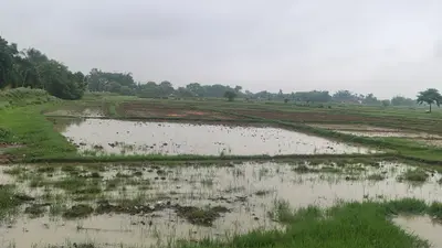 औरंगाबाद में बारिश बनी किसानों के लिए राहत, धान की रोपनी ने पकड़ी रफ्तार, खेतों में लौटी रौनक