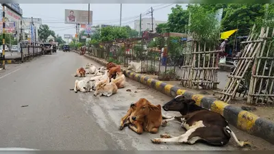 औरंगाबाद में सड़कों पर आवारा पशुओं का कब्जा, बढ़ रहा हादसों का खतरा: नगर परिषद की कार्रवाई पर उठे सवाल