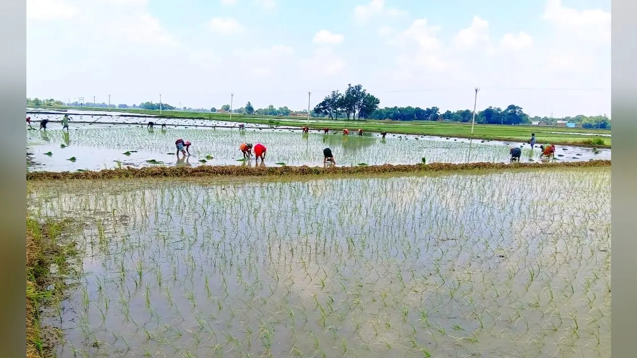 बक्सर के डुमरांव में झमाझम बारिश से बदला मौसम का मिजाज, दो दिनों में 103 एमएम बारिश; धान रोपनी में जुटे किसान