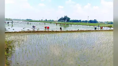 बक्सर के डुमरांव में झमाझम बारिश से बदला मौसम का मिजाज, दो दिनों में 103 एमएम बारिश; धान रोपनी में जुटे किसान