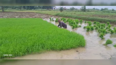 झमाझम बारिश से किसानों के खिले चेहरे, धान की रोपनी ने पकड़ी रफ्तार