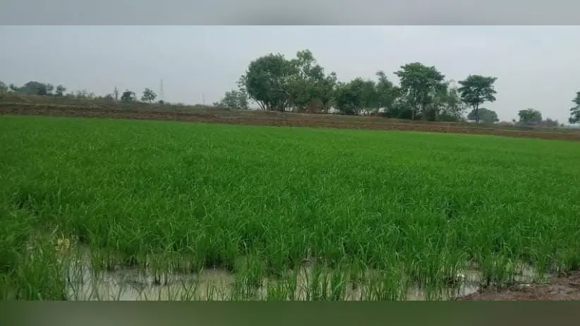 बक्सर: केसठ में मानसून की मेहरबानी, 62.3 एमएम बारिश के बाद तेज हुई धान रोपनी, बेहतर उत्पादन की उम्मीद