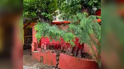 मूसलाधार बारिश में मंदिर पर गिरा विशाल पीपल-बट का पेड़, बड़ा हादसा टला
