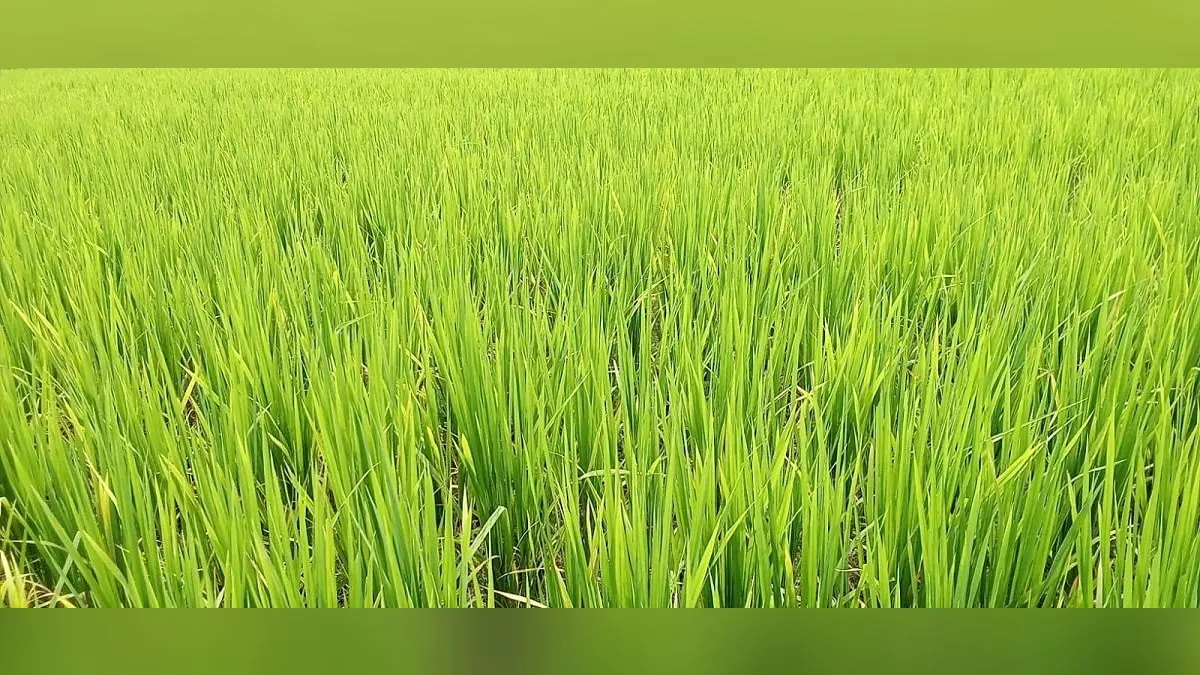 मधुबनी में झमाझम बारिश से लुढ़का पारा, धान की रोपाई की तैयारी में जुटे किसान