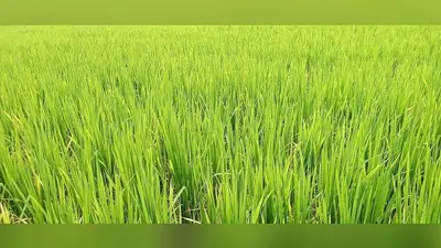 मधुबनी में झमाझम बारिश से लुढ़का पारा, धान की रोपाई की तैयारी में जुटे किसान