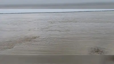 कोसी-गंगा के उफान से दियारा में बढ़ा बाढ़ का खतरा, फसलें डूबने की कगार पर, पलायन की तैयारी में पशुपालक