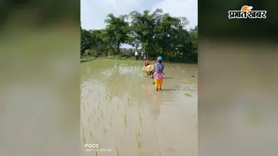 सारण में लगातार बारिश से धान की रोपनी ने पकड़ी रफ्तार, किसानों के चेहरे खिले, मक्का और सब्जी उत्पादकों की बढ़ी चिंता
