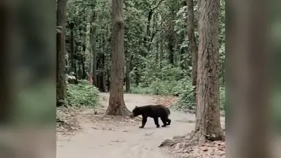 मुख्य सड़क पर बेखौफ घूमते दिखे दो जंगली भालू, मची अफरा-तफरी