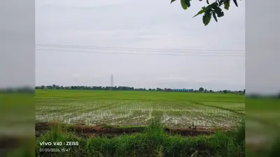 रोहतास में बारिश के बाद किसानों के खिले चेहरे, 60% धान की रोपनी पूरी, उत्पादन बढ़ने की उम्मीद