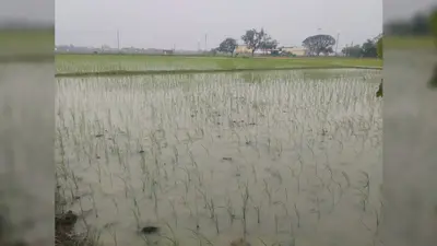 बक्सर में बारिश से किसानों के चेहरे खिले, धान रोपनी ने पकड़ी रफ्तार, IMD ने जारी किया अगले 7 दिनों का अलर्ट