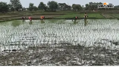 जहानाबाद में बारिश से धान रोपनी ने पकड़ी रफ्तार, दो दिनों में 11 से 16 प्रतिशत पहुंचा आंकड़ा
