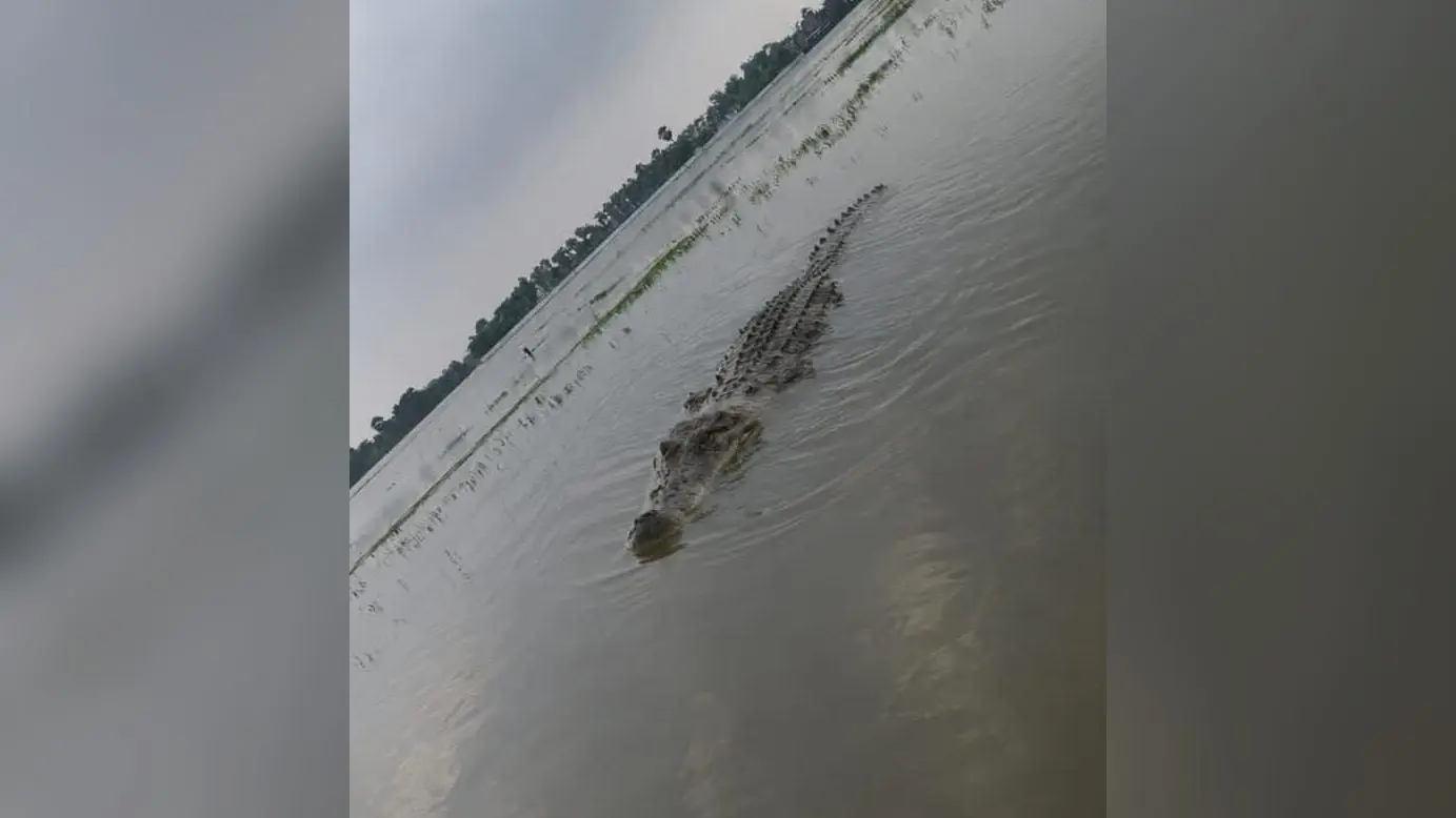 छौड़ादानो में बाढ़ के पानी में मगरमच्छ दिखने की चर्चा, वायरल फोटो की हो रही जांच