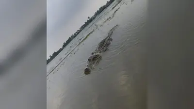 छौड़ादानो में बाढ़ के पानी में मगरमच्छ दिखने की चर्चा, वायरल फोटो की हो रही जांच