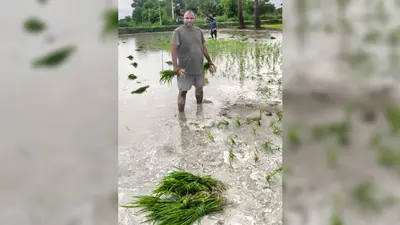 सारण में मानसून बना किसानों के लिए वरदान, तेज हुई धान रोपनी, खेतों में लौटी रौनक