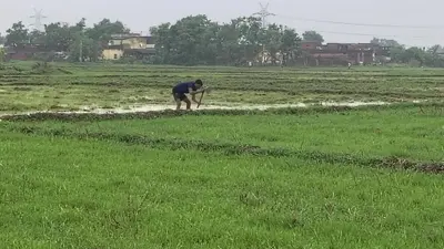 औरंगाबाद: MTU-7029 स्वर्णा धान की समय पर रोपाई जरूरी, देर होने पर घट सकती है पैदावार