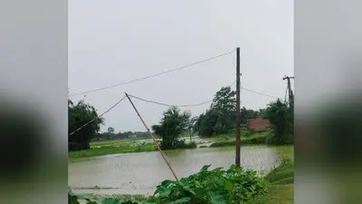 टेढ़ागाछ में 'मौत का जाल' बने खेतों के ऊपर झूलते बिजली के तार: करंट फैलने की आशंका से सहमे किसान