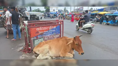 कुरसेला चौक पर ट्रैफिक पुलिस नदारद, मोड़ पर डटी 'गौ माता': NH-31 और SH-77 के संगम पर हादसों और जाम का खतरा