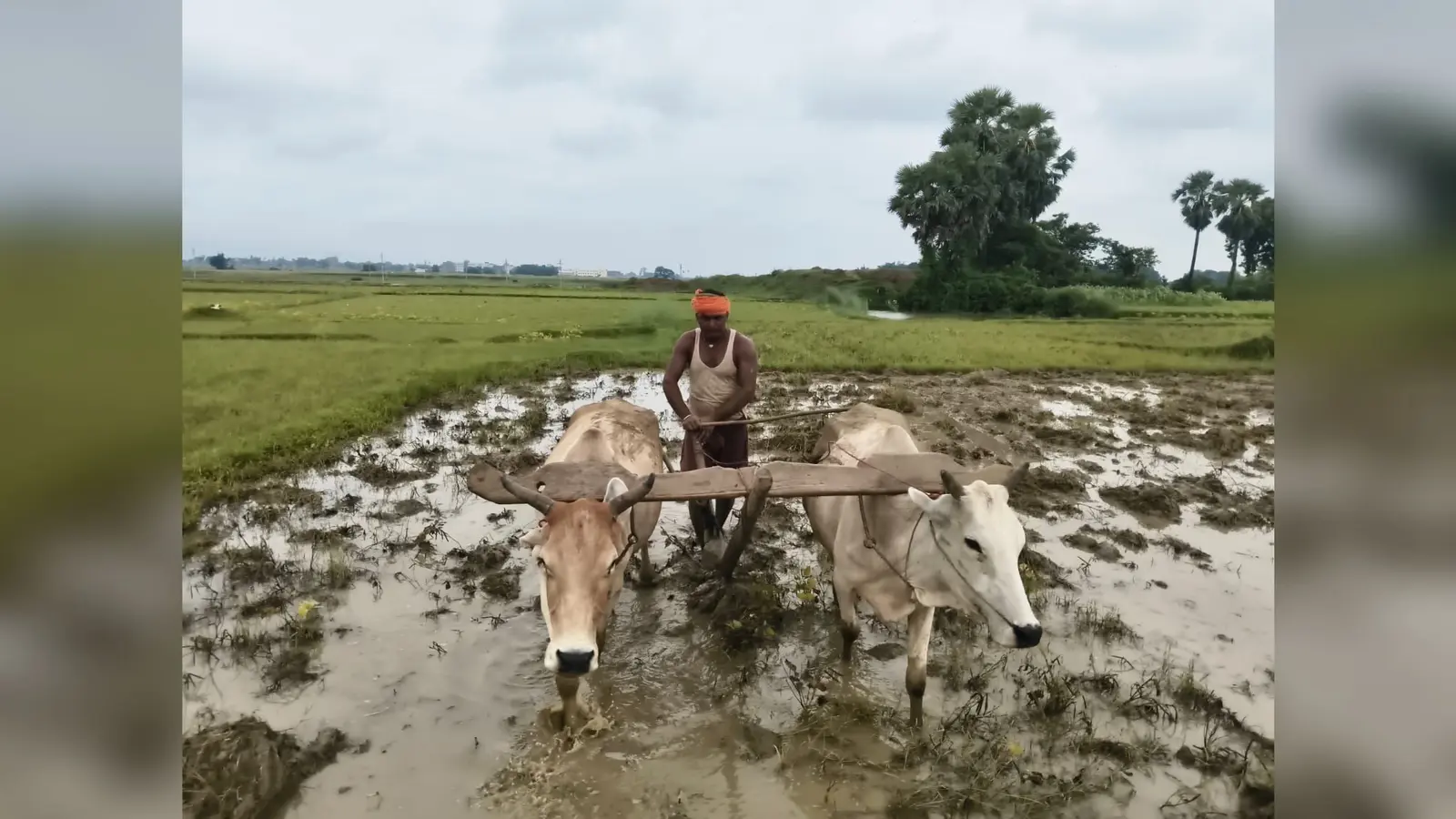 गिद्धौर में शुरू हुई धान रोपनी, अच्छी बारिश से खेतों में लौटी रौनक, किसानों को बेहतर पैदावार की उम्मीद