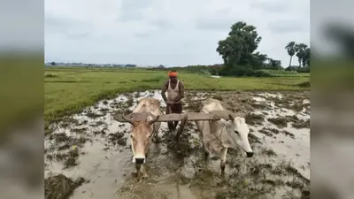 गिद्धौर में शुरू हुई धान रोपनी, अच्छी बारिश से खेतों में लौटी रौनक, किसानों को बेहतर पैदावार की उम्मीद