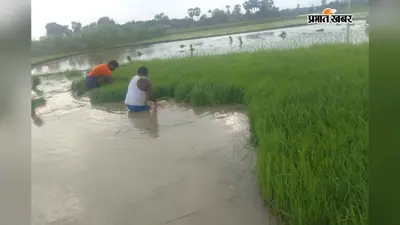 बांका के शंभुगंज में बारिश की राह देख रहे किसान, 12 हजार हेक्टेयर धान खेती का लक्ष्य अभी अधूरा