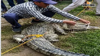 मछली पकड़ने को जाल डाला था तालाब में, फंस गया 8 फीट का मगरमच्छ, जानें फिर क्या हुआ मोहम्मद याकूब के साथ
