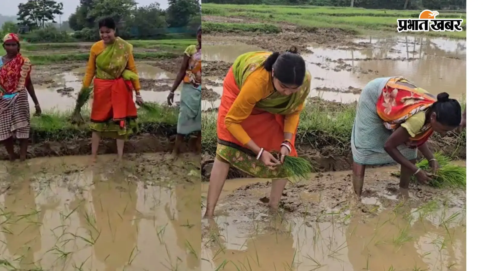 महिलाओं का गीत सुन गाड़ी से उतरकर खेतों में पहुंचीं विधायक पूर्णिमा साहू, बारिश के बीच रोपा धान, वीडियो वायरल