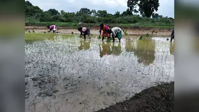 बारिश ने किसानों के चेहरों पर ला दी रौनक, खिजरी के लपरा पंचायत से धान रोपाई की शुरुआत