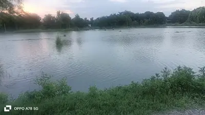 सीवान: जल निकासी बाधित होने से सैकड़ों एकड़ धान की फसल डूबी, किसानों ने प्रशासन से लगाई गुहार