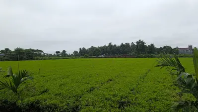 सीमांचल में फिर सक्रिय हुआ मानसून, किशनगंज में गरज-चमक के साथ बारिश के आसार