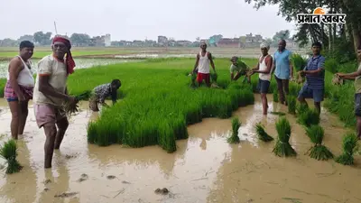 गया जी : गुरुआ में धान की रोपनी ने पकड़ी रफ्तार, बारिश के बाद रोपनी के लिए खेतों में उतरे किसान