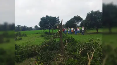 Bettiah News: आपसी विवाद में काट दिए आधा दर्जन से अधिक आम के पेड़, नौतन थाने में शिकायत