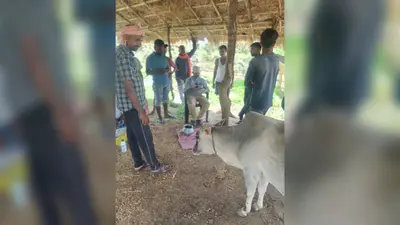 बौंसी में सुबह चारा खाते ही एक-एक कर बीमार पड़ने लगीं दर्जनों गायें, नाद में जहरीला पदार्थ मिलाने की आशंका