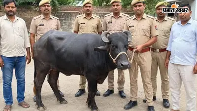लखनऊ में भाजपा नेता की चोरी हुई भैंस बरामद, महज 48 घंटे में ही पुलिस ने कर दिया खुलासा, शातिर चोर गिरफ्तार