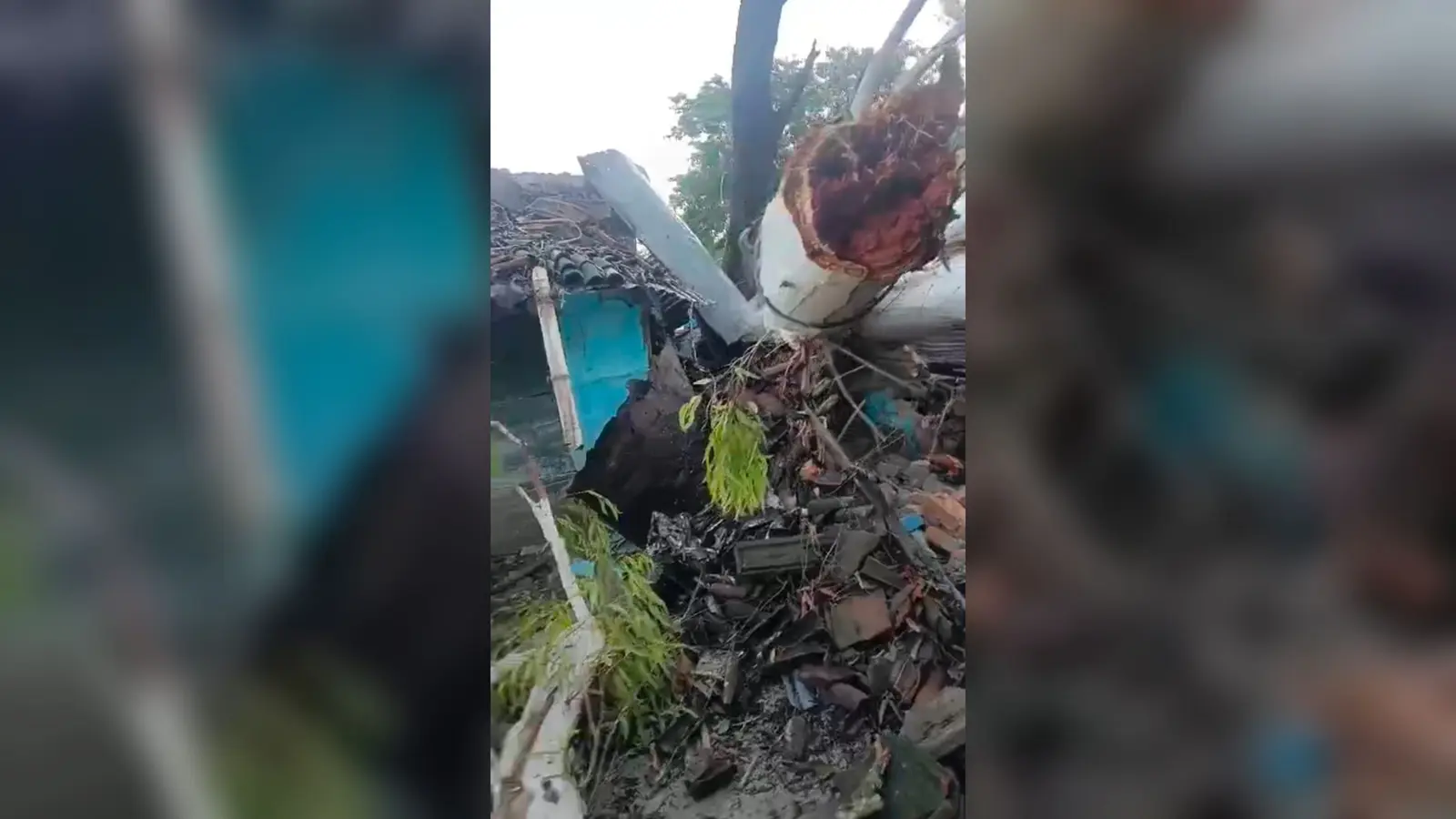 वाल्मीकिनगर: बारिश में 60 साल पुराना विशाल यूकेलिप्टस का पेड़ गिरा, 5 घर क्षतिग्रस्त