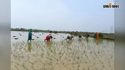 डुमरांव में धान रोपनी ने पकड़ी रफ्तार, 25 प्रतिशत क्षेत्र में पूरा हुआ रोपाई कार्य