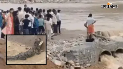 शारदा-घाघरा नदी का रौद्र रूप, सड़कों तक पहुंचे मगरमच्छ, बाढ़ से गांवों का संपर्क टूटा