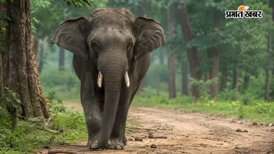 बेडमक्की में हाथी के हमले से एक व्यक्ति की मौत