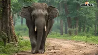 बेडमक्की में हाथी के हमले से एक व्यक्ति की मौत