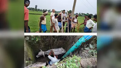 नवादा: 20 फीट गहरे गड्ढे में गिरी गाय, ग्रामीणों ने घंटों की मशक्कत के बाद बचाई जान