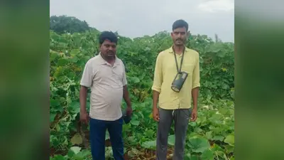 गोला में गजराज का आतंक, जंगली हाथियों ने किसानों की फसल को रौंदी