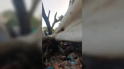 तेज बारिश में गिरा 60 साल पुराना पेड़, पांच घर हुए तबाह, बाल-बाल बचे लोग