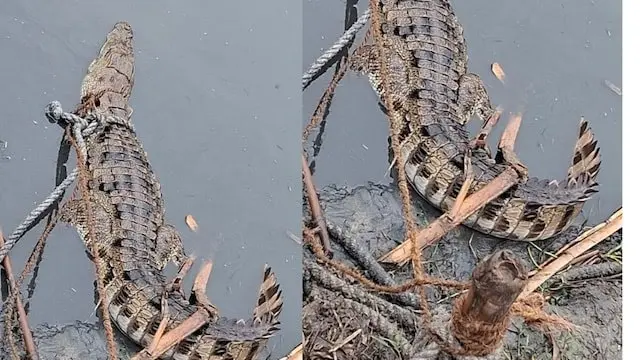 मोतिहारी के रिहाइशी इलाकों में घुसे मगरमच्छ, वन विभाग ने जारी की चेतावनी