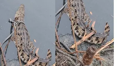 मोतिहारी के रिहाइशी इलाकों में घुसे मगरमच्छ, वन विभाग ने जारी की चेतावनी