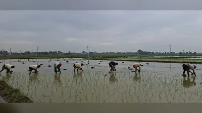 औरंगाबाद के ओबरा में धान रोपनी ने पकड़ी रफ्तार, पर्याप्त बारिश और नहर के पानी से किसानों के चेहरे खिले