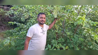 औरंगाबाद के किसान की सफलता की कहानी, अमरूद की उन्नत खेती से हर साल कमा रहे हजारों रुपये, दूसरे किसानों के लिए बने मिसाल