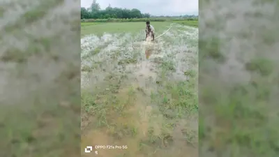 मानसून की बेरुखी से बढ़ी किसानों की चिंता, निजी पंपसेट के सहारे हो रही धान की रोपनी