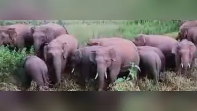 हाथी के हमले से ग्रामीण की मौत के बाद दहशत, जैंतगढ़ क्षेत्र में बढ़ी चिंता